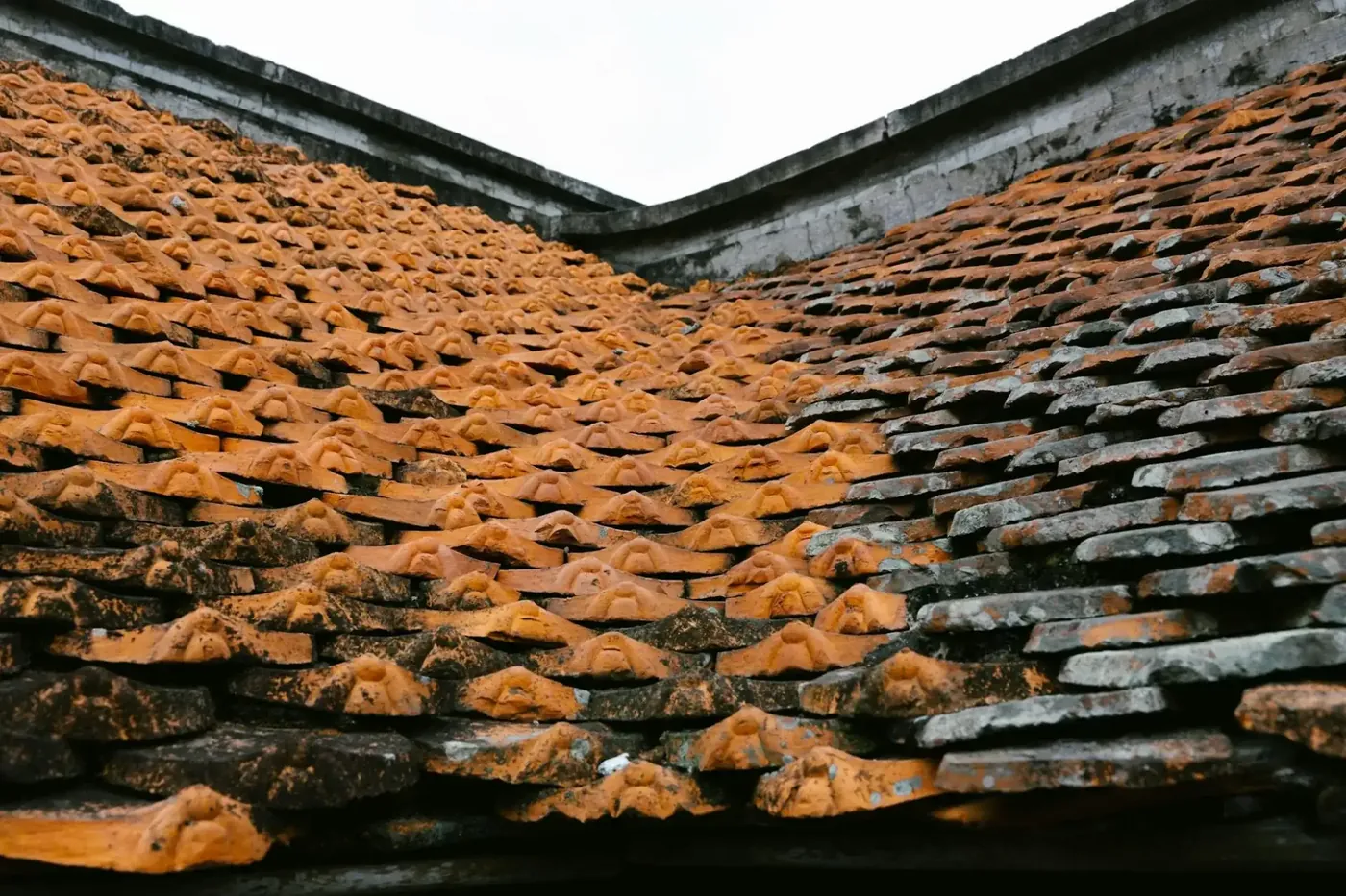 Mousse et lichen sur une vieille toiture à traiter